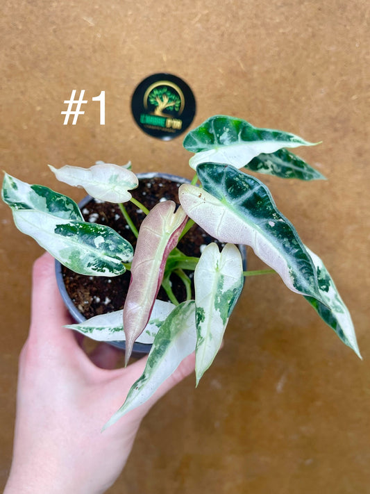 Alocasia green bambino variegata