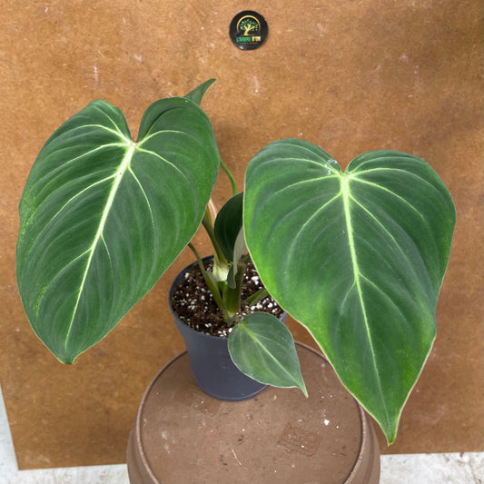Philodendron gloriosum M