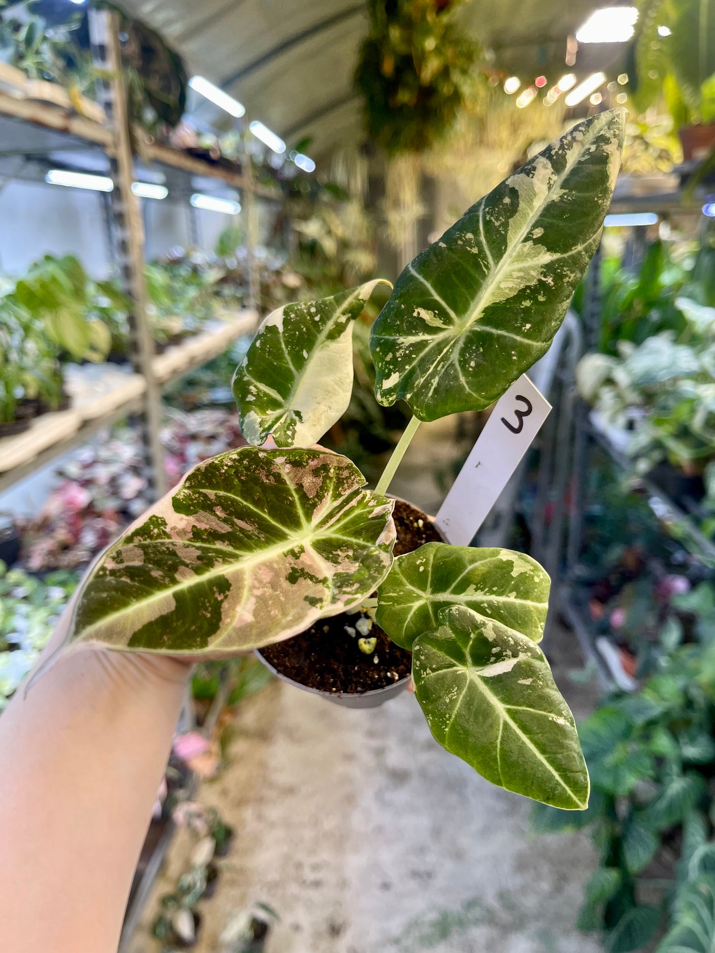 ALOCASIA BLACK VELVET VARIEGATA PINK S NEW