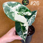 Alocasia frydek variegata haute variegation M