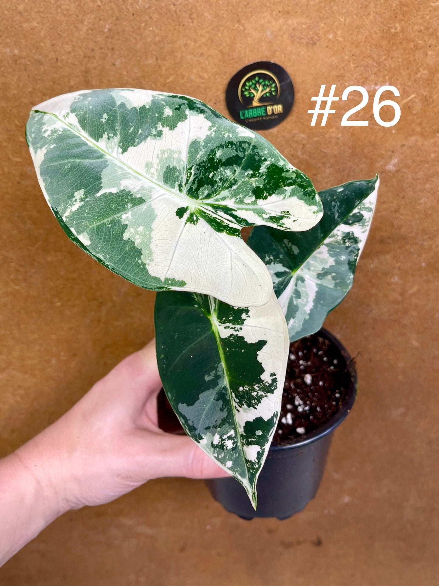 Alocasia frydek variegata haute variegation M