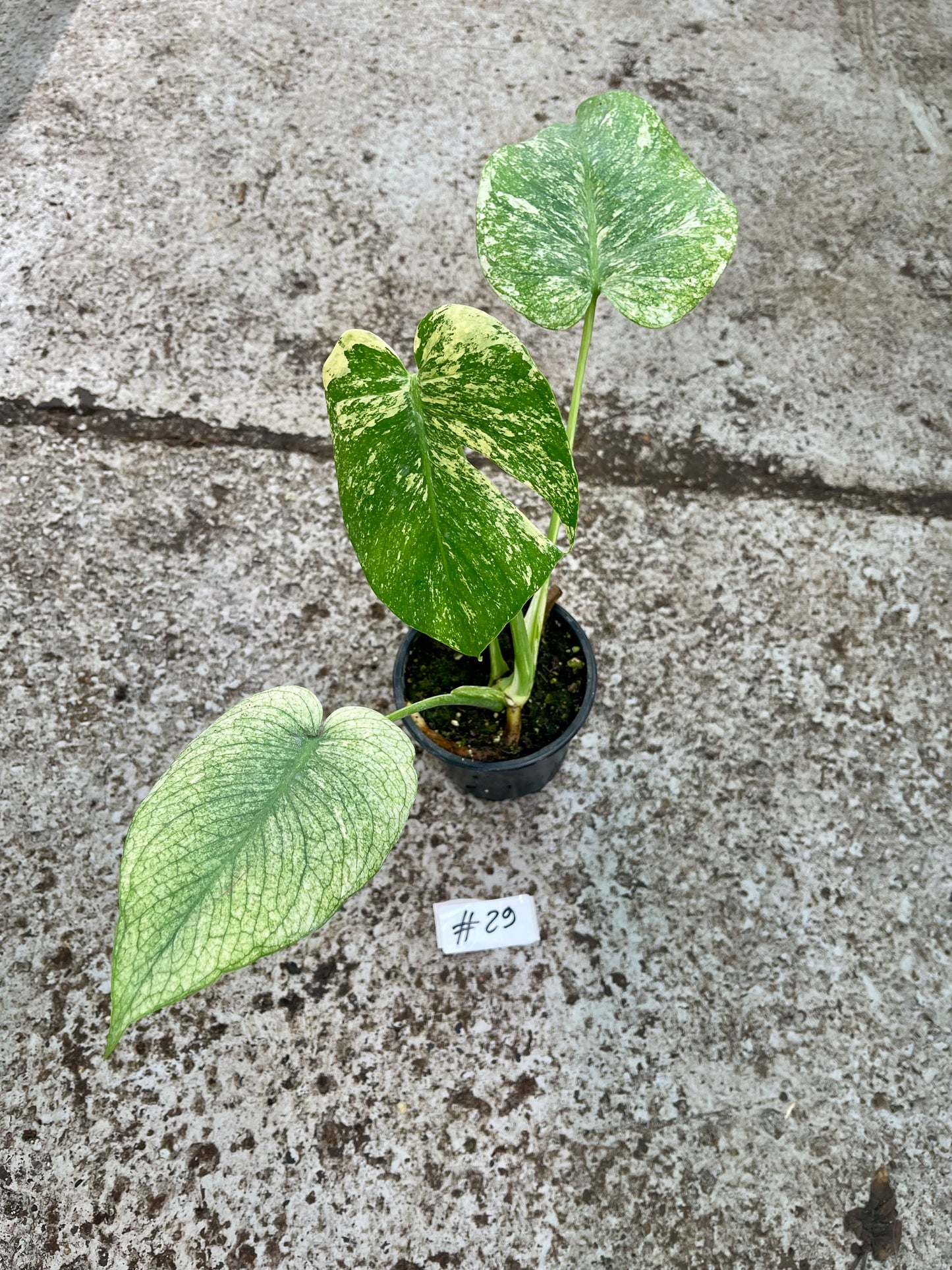 PLANTE A SAUVER