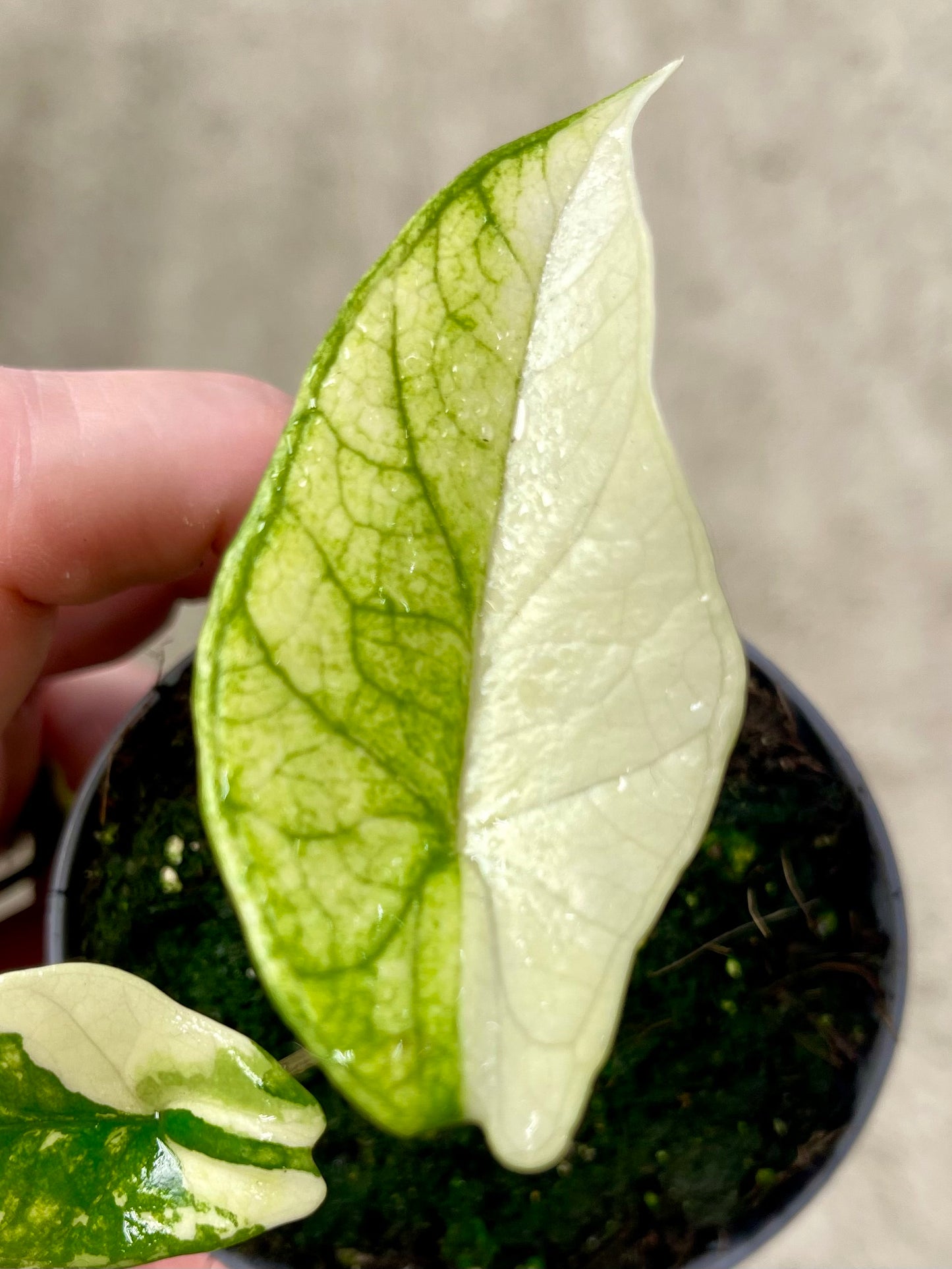 ALO.CASIA SCALPRUM ALBO MINT VARIEGATA