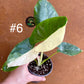 Alocasia macrorrhiza variegata S