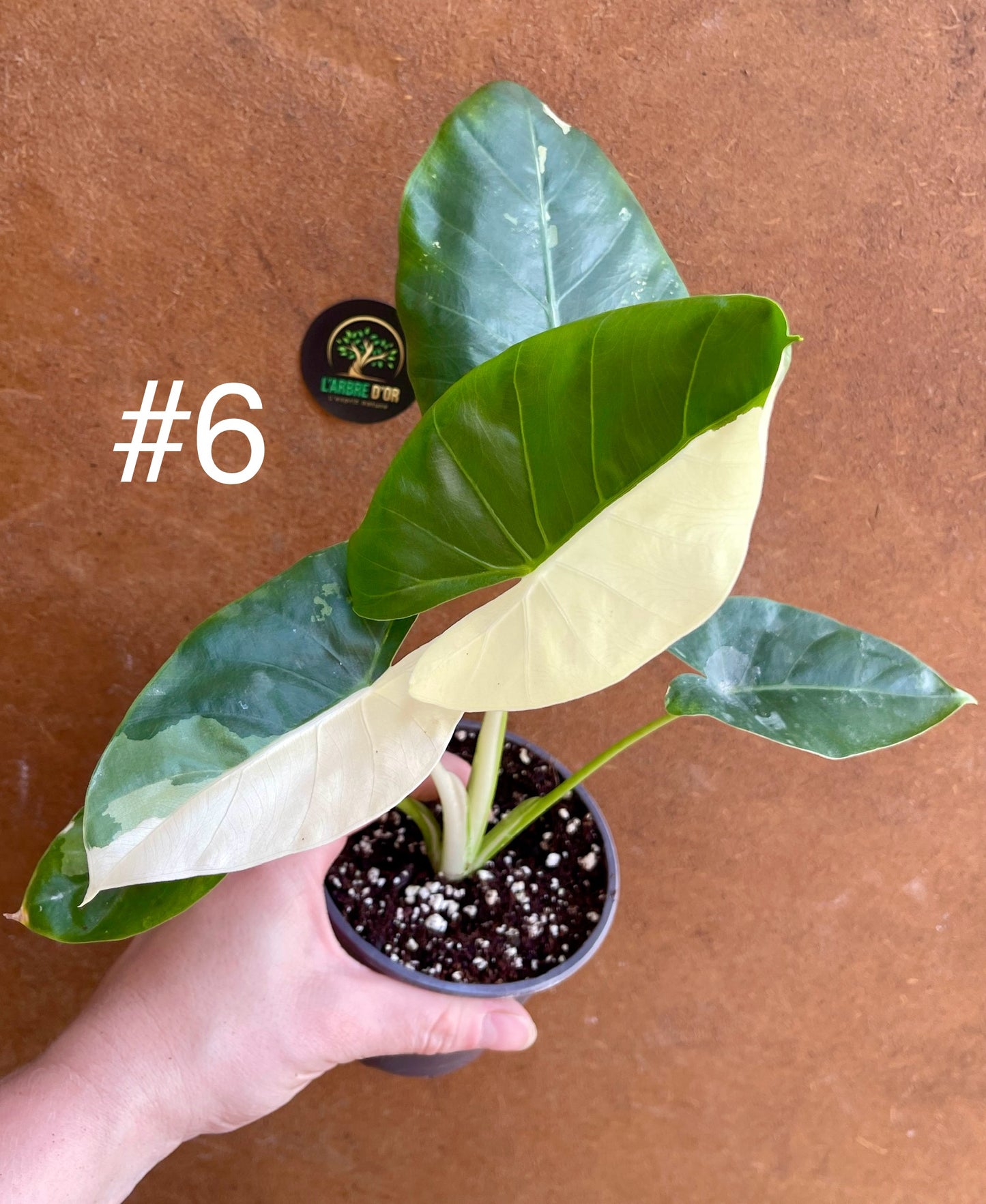 Alocasia macrorrhiza variegata S