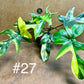 Philodendron Florida beauty
