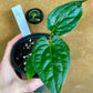 Anthurium Zara x Michelle x  Luxurians