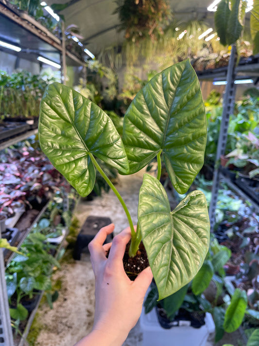 Alocasia lukiwan M