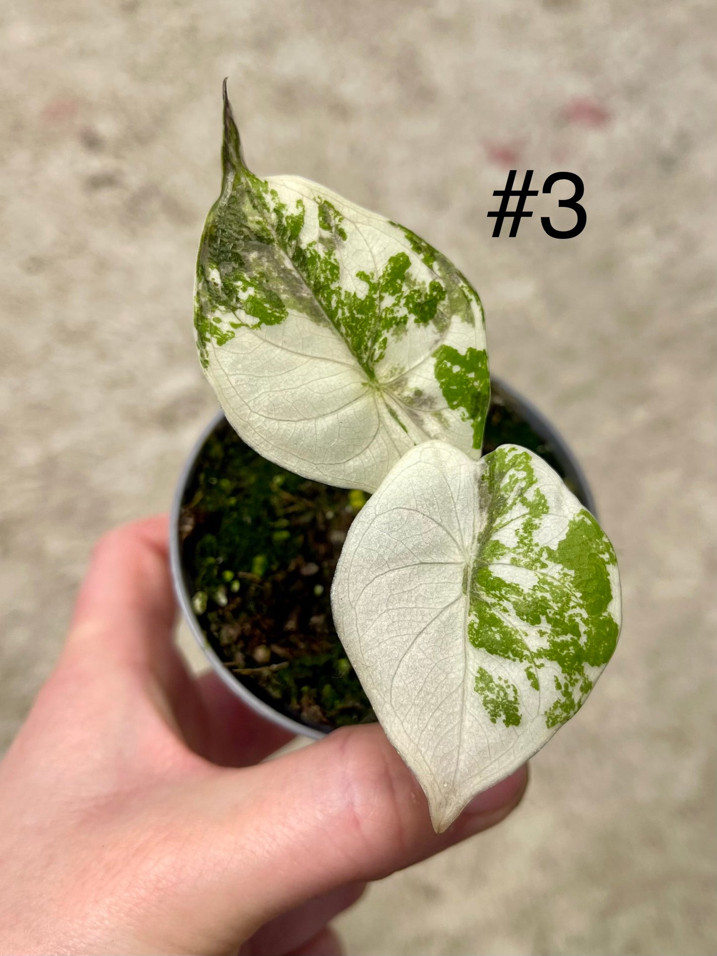 ALOCASIA WENTII PINK ALBO VARIEGATA NEW
