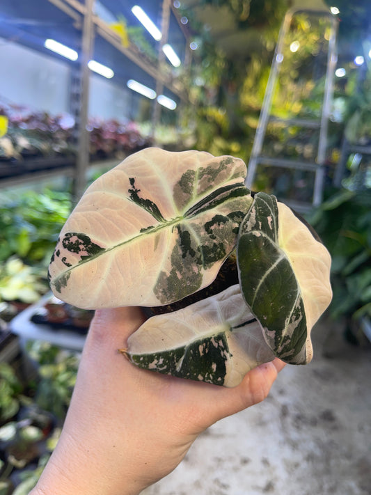 ALOCASIA BLACK VELVET PINK VARIEGATA M NEW HAUTE VAR