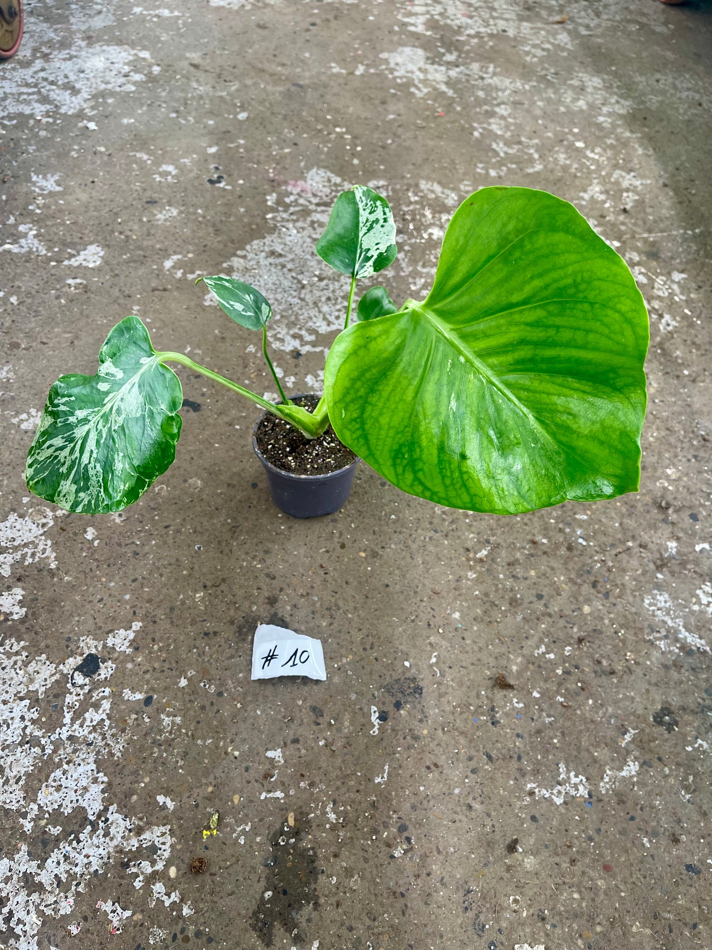 MONSTERA BULBASAUR M