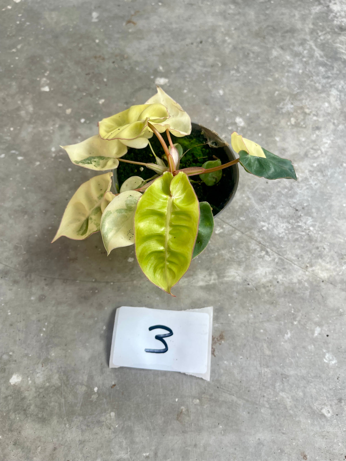 PHILODENDRON BILLIETIAE VARIEGATA