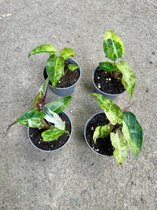 ALOCASIA POLLY AUREA VARIEGATA S NEW