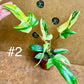 Philodendron florida beauty effet mint