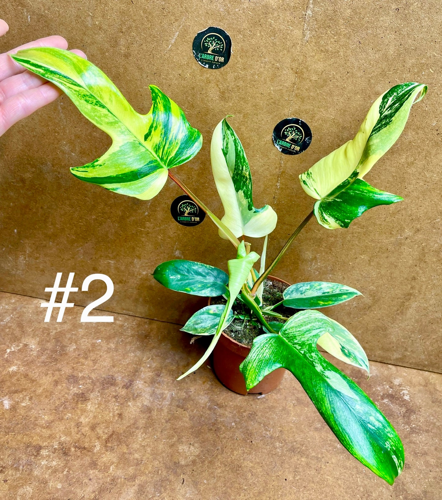 Philodendron florida beauty effet mint