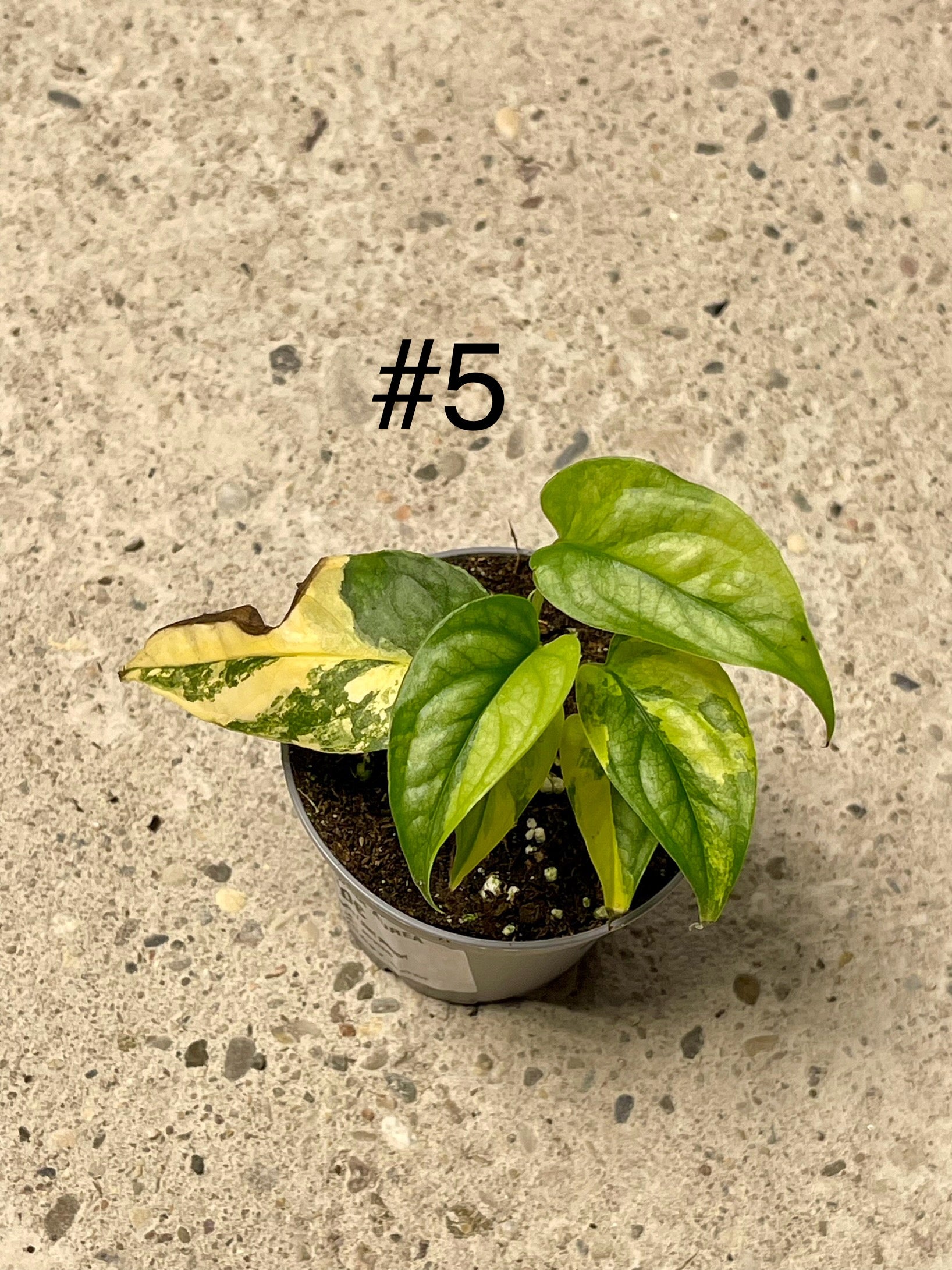 MONSTERA SILTEPECANA AUREA VARIEGATA NEW