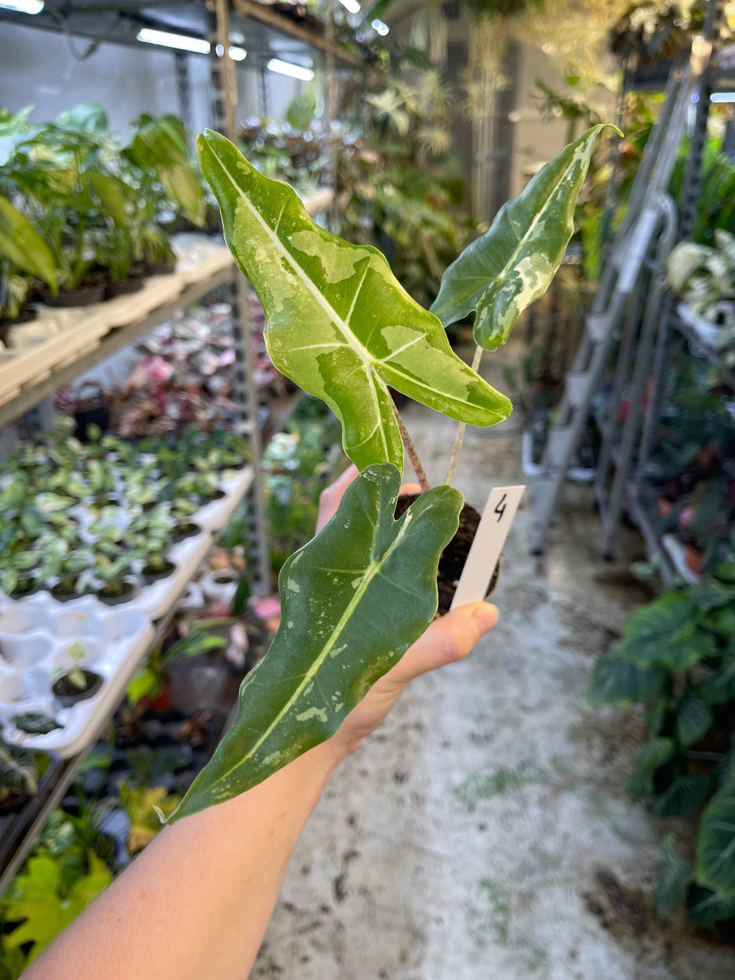 ALOCASIA SARIAN ALBO VARIEGATA NEW