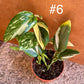 Monstera standleyana variegata