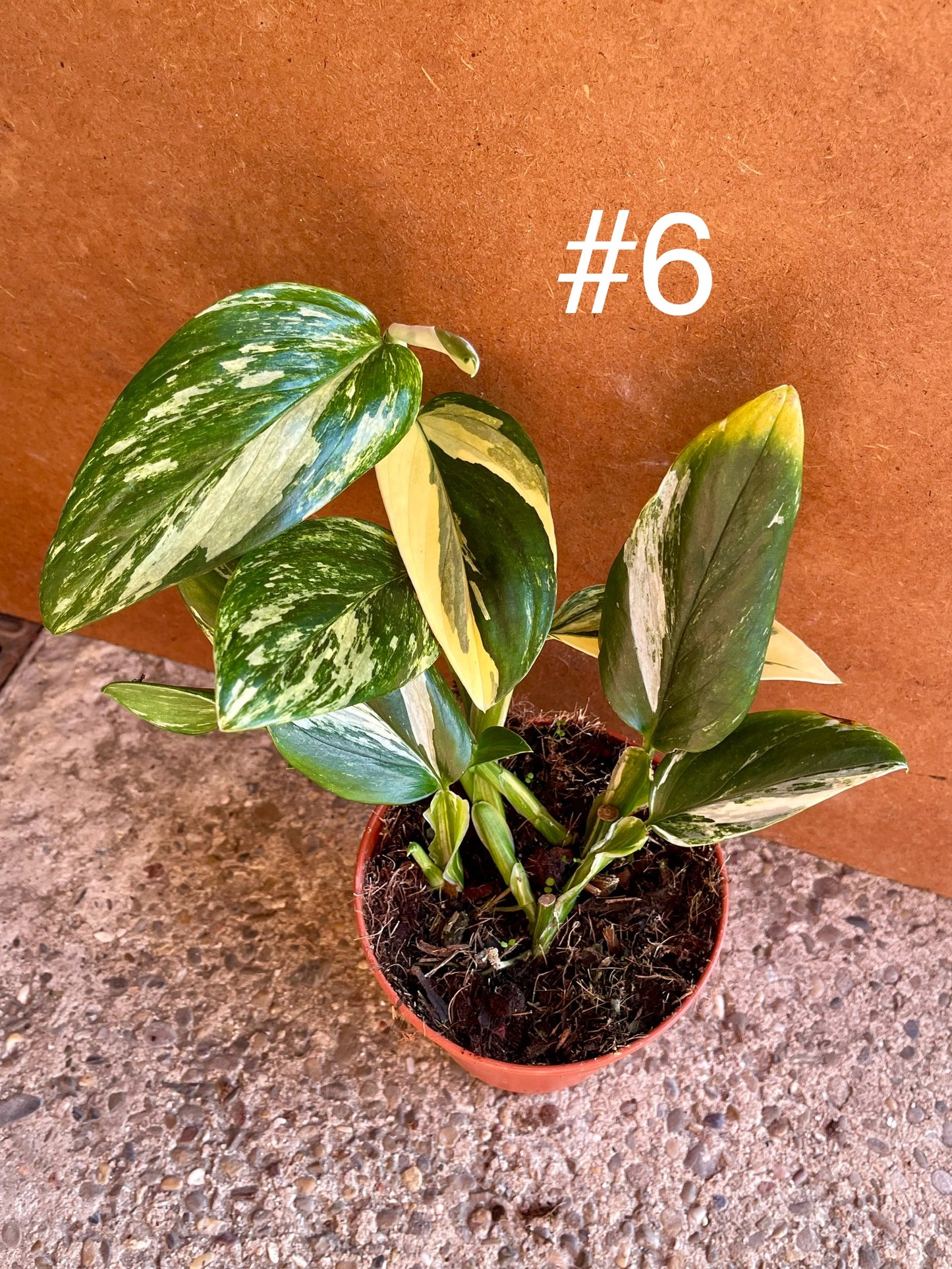 Monstera standleyana variegata