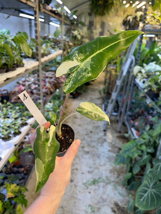 ALOCASIA SARIAN ALBO VARIEGATA NEW