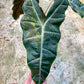 ALOCASIA PSEUDO SANDERIANA AUREA L