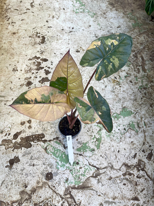 ALOCASIA YUCATAN PINK NEW