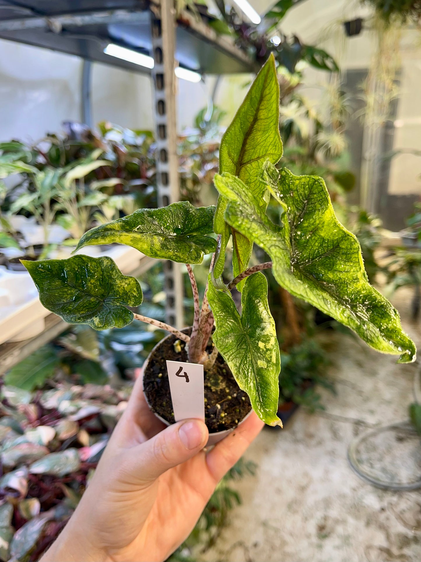 Alocasia jacklyn variegata NEW