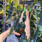 Alocasia pseudo sanderiana pink variegata NEW