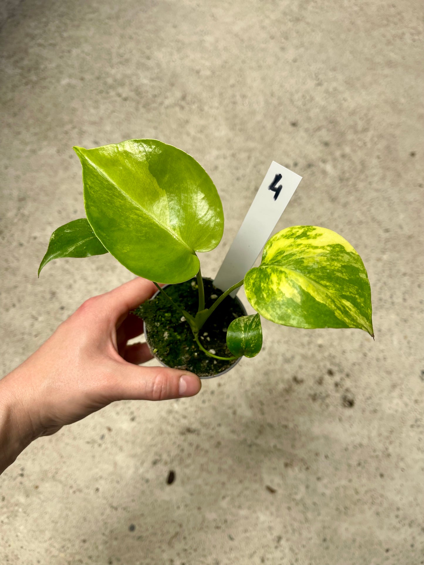 Monstera deliciosa Yellow Marilyn Variegata S NEW