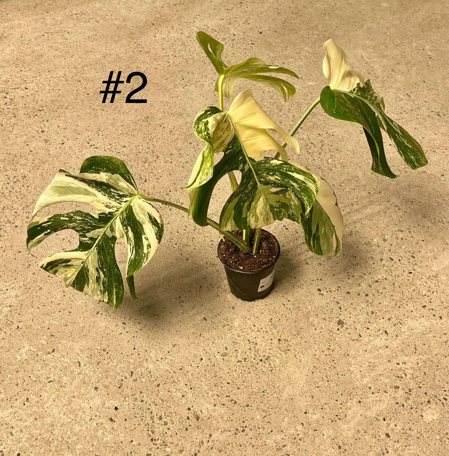 Monstera albo variegata NEW