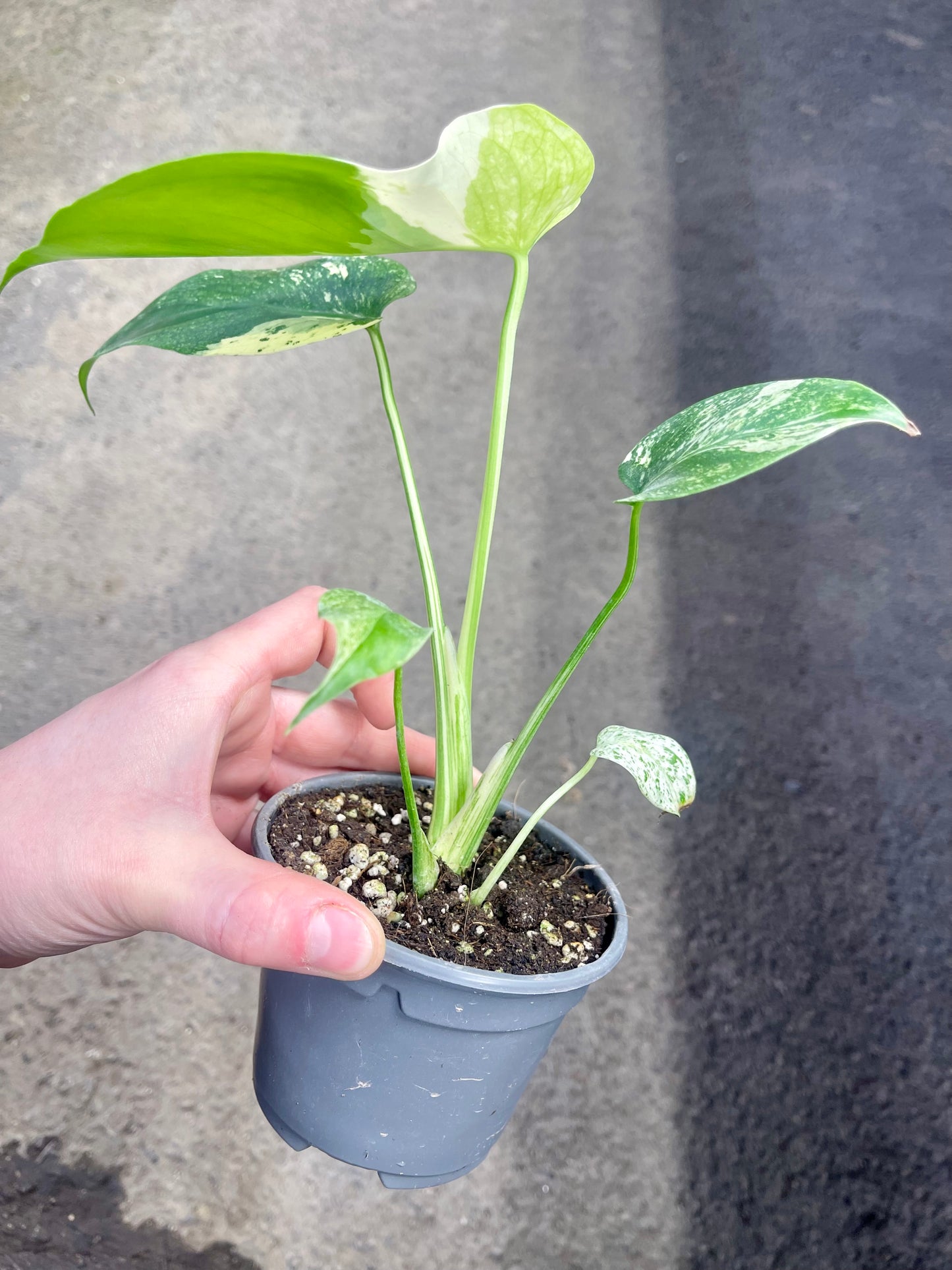 MONS.TERA WHITE MONSTER MUTATION TRICOLOR