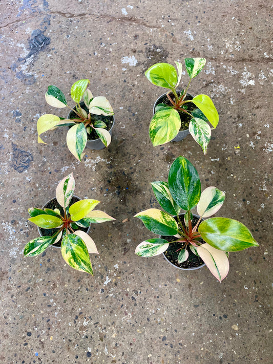 PHILODENDRON RED CONGO VARIEGATA NEW