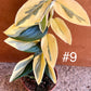 Monstera standleyana variegata