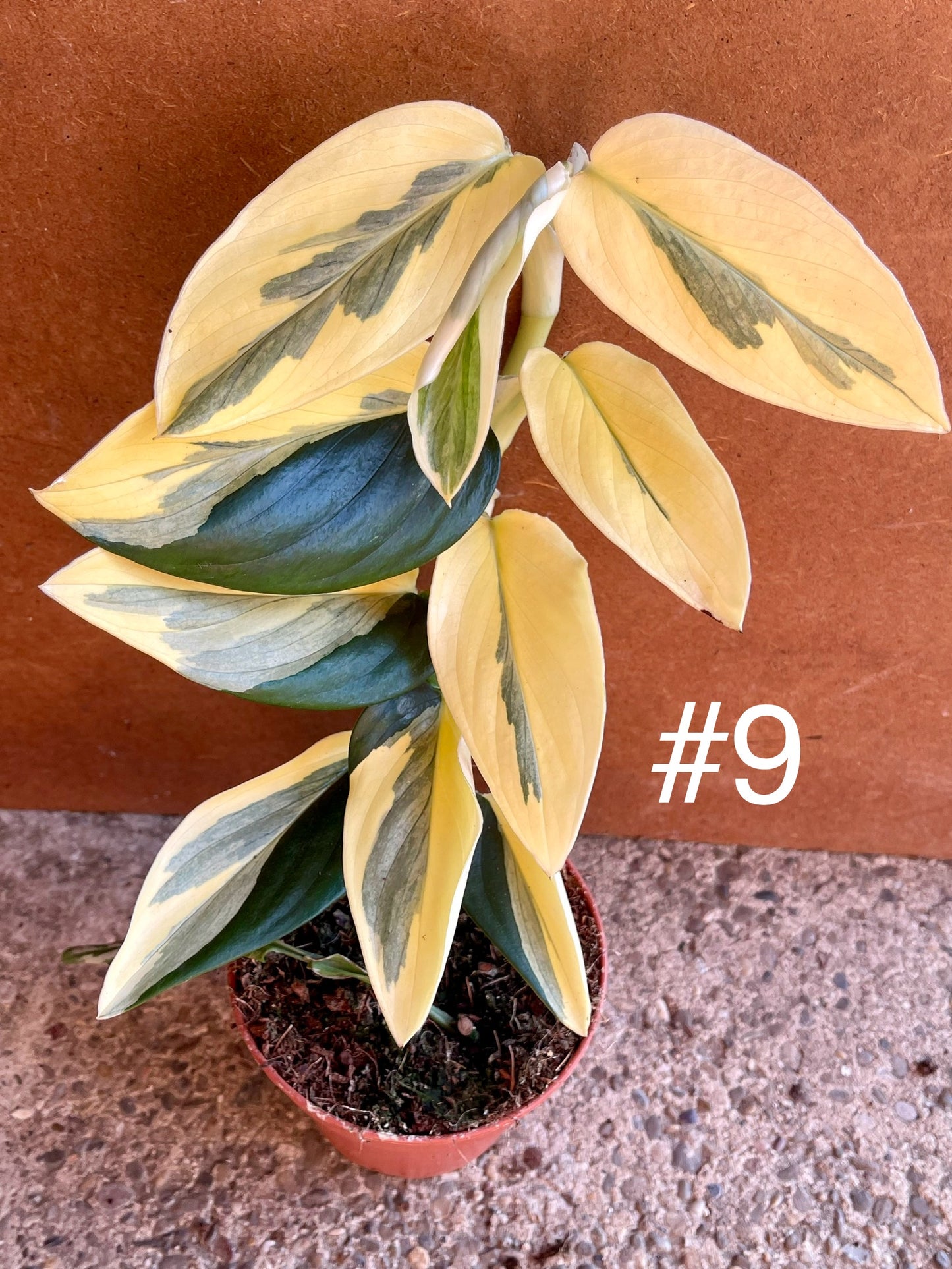 Monstera standleyana variegata