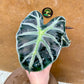 Alocasia balloon heart S