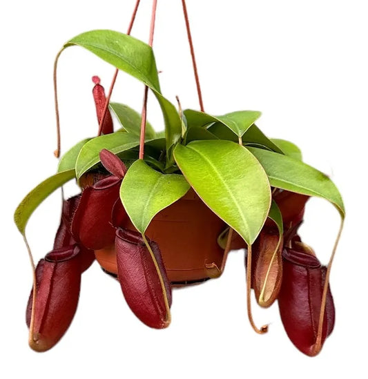 Nepenthes bloody mary
