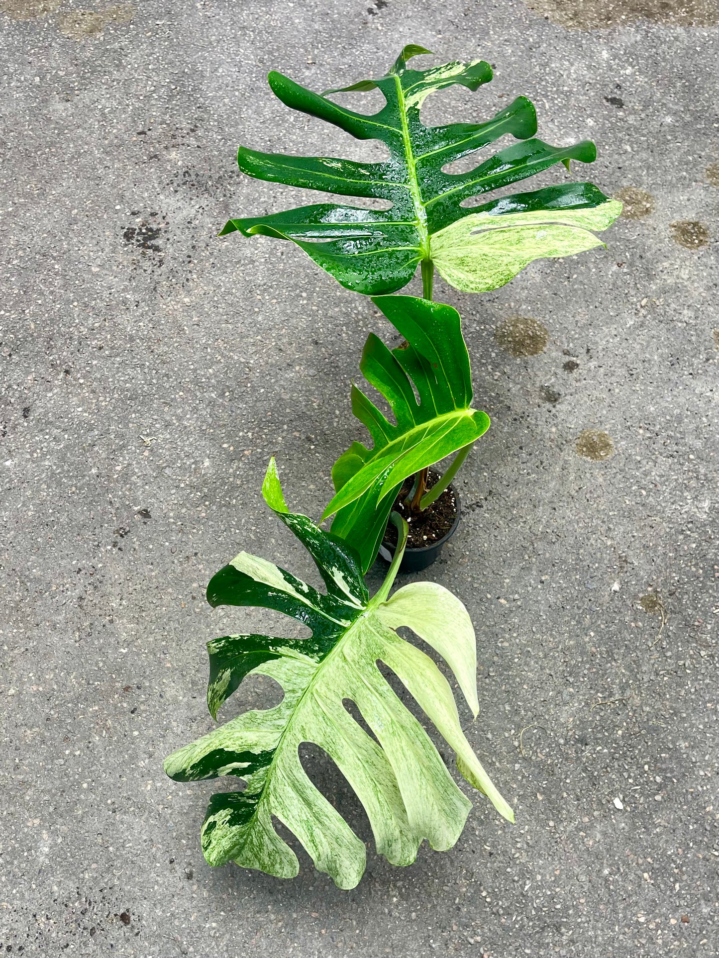 MONSTERA JUNGLE MINT