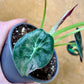 Alocasia watsonia pink variegata M
