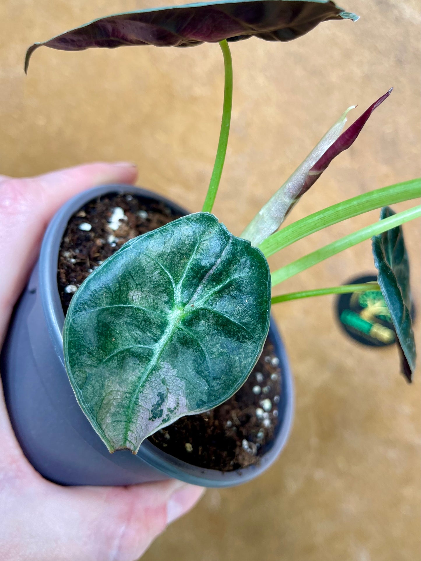 Alocasia watsonia pink variegata M