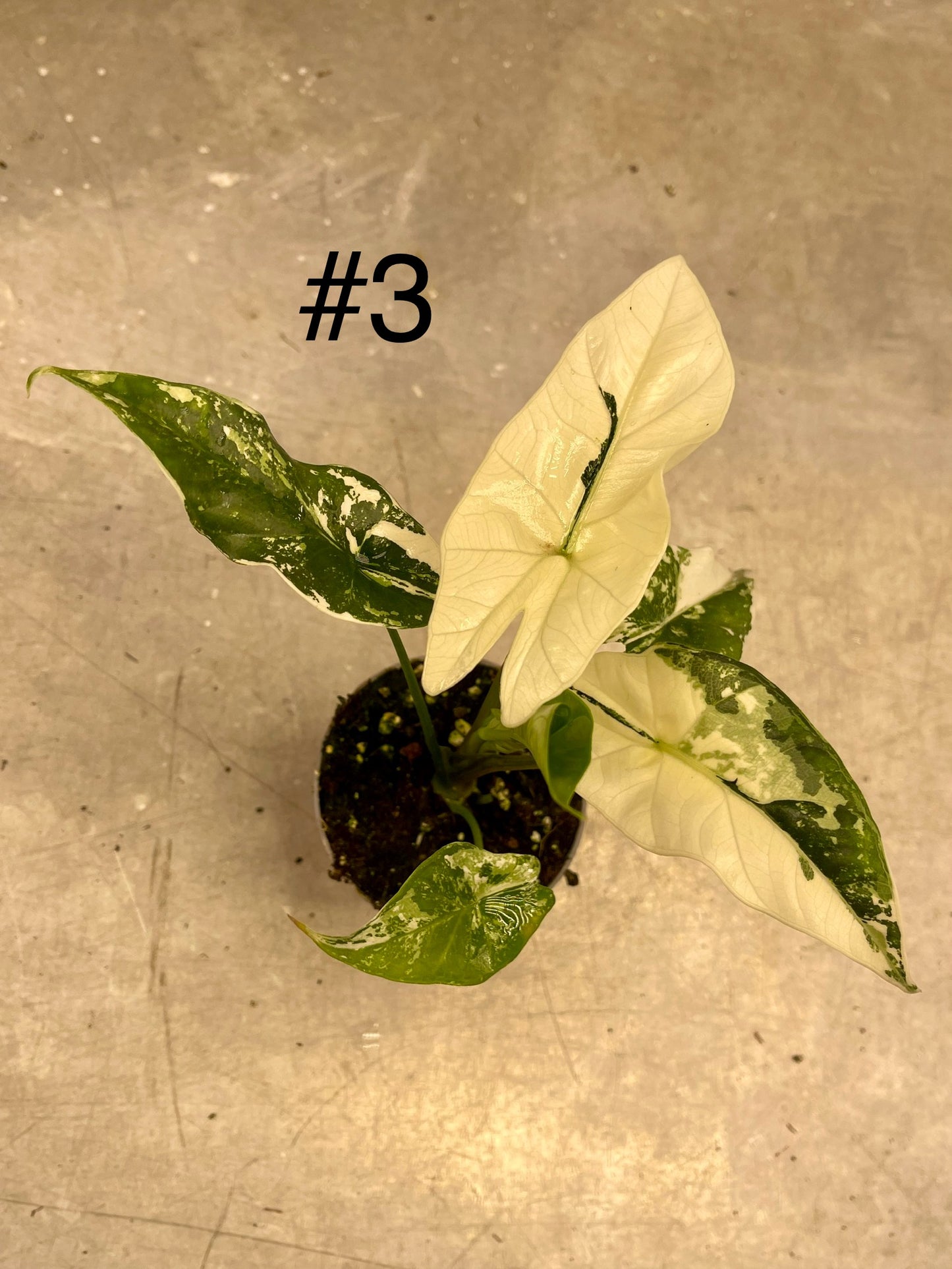 ALOCASIA SIMPO ALBO VARIEGATA S NEW
