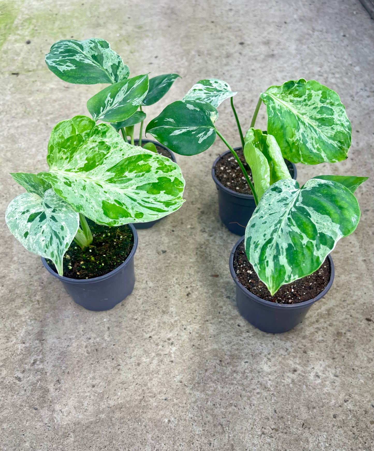 MONSTERA BULBASAUR NEW