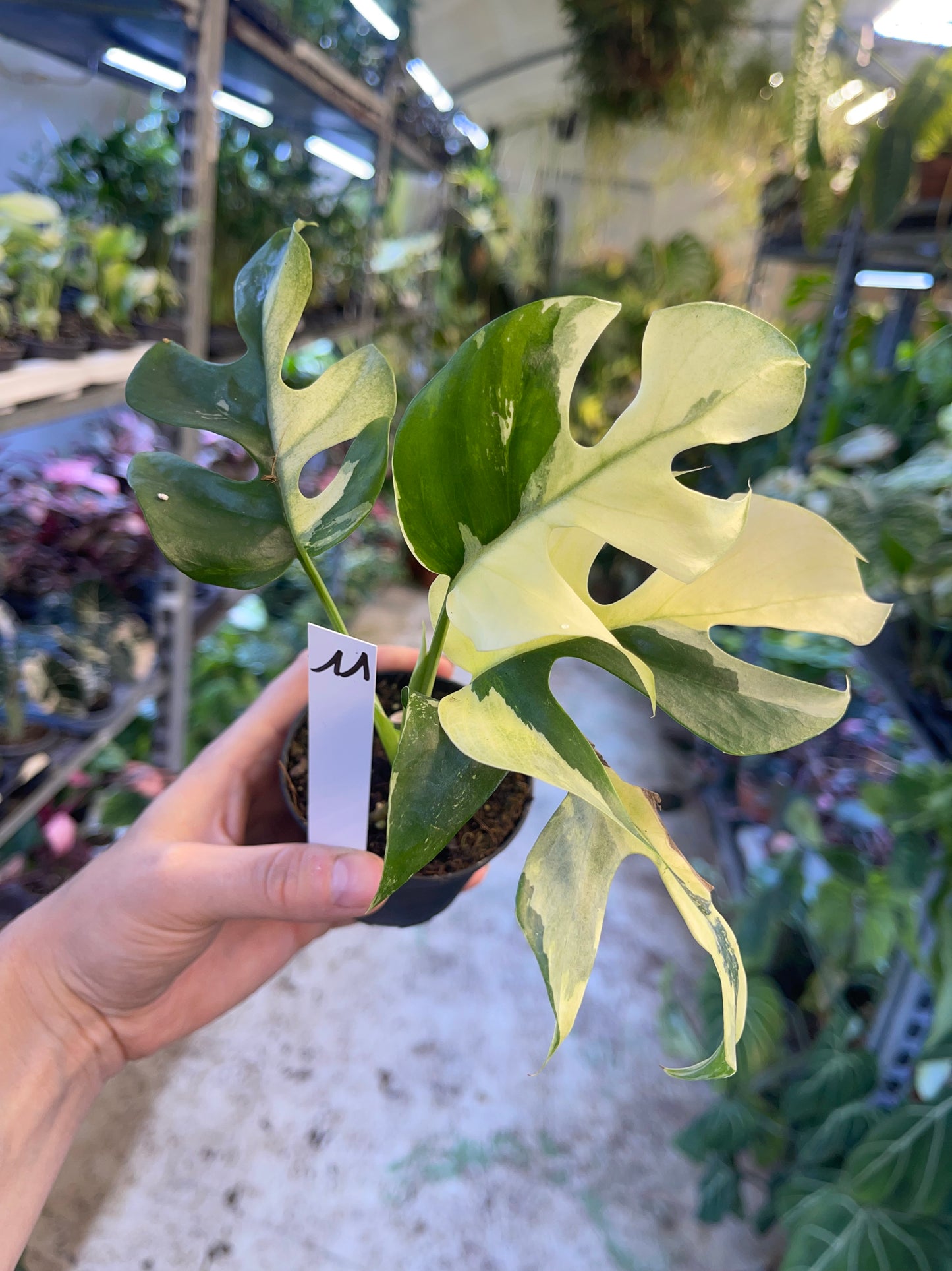 Monstera minima ALBO variegata / Rhaphidophora tetrasperma ALBO variegata