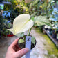 MONSTERA MINT WHITE MONSTER S NEW