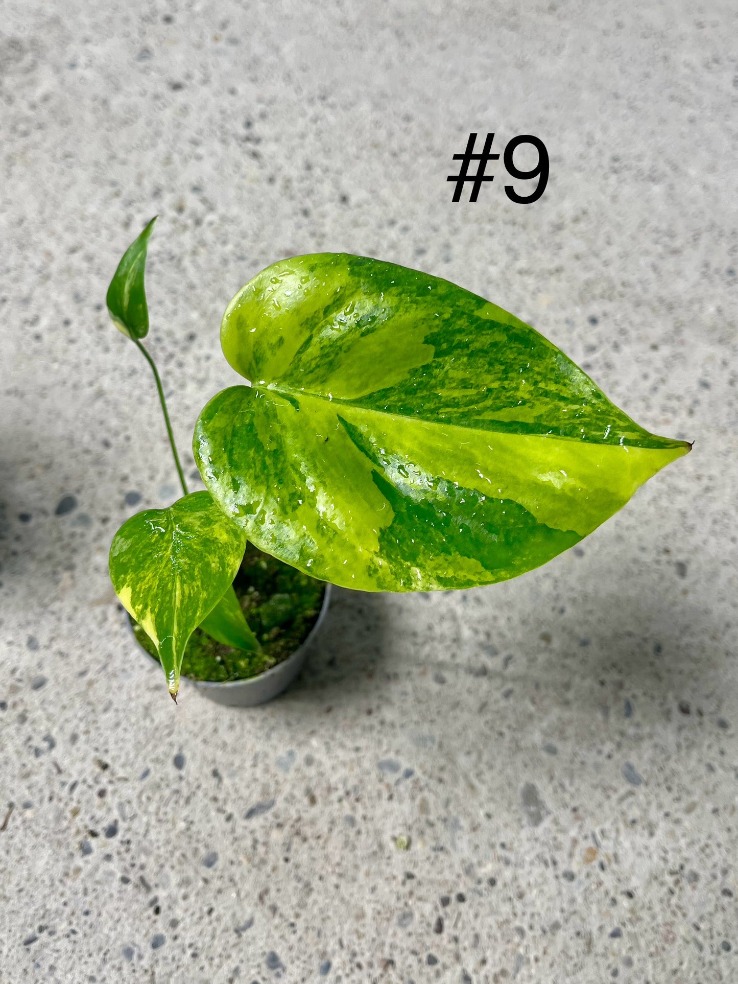 Monstera deliciosa Yellow Marilyn Variegata S NEW
