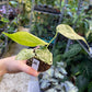 MONSTERA MINT WHITE MONSTER S NEW