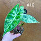 Alocasia nairobi nights variegata S NEW