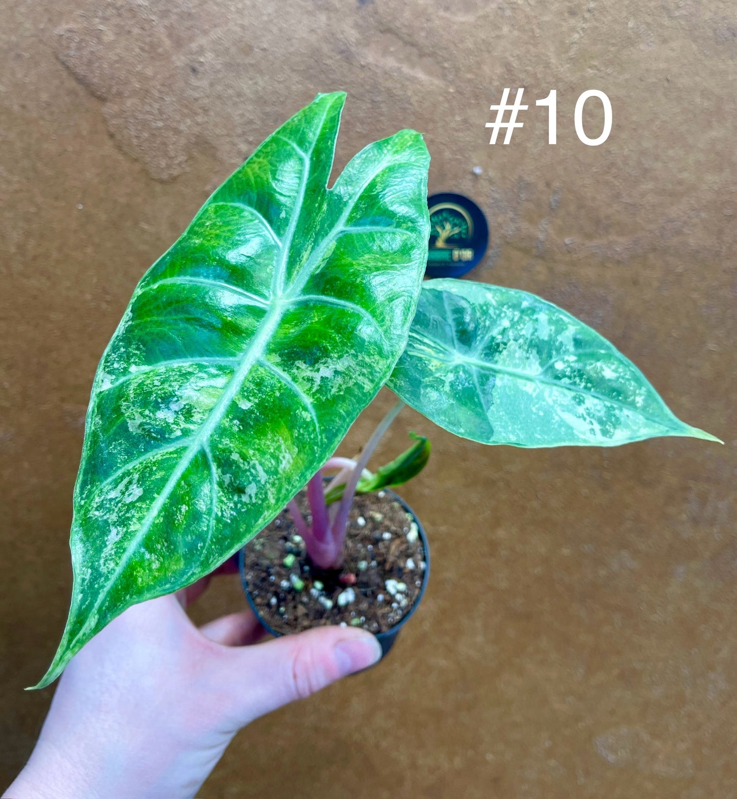 Alocasia nairobi nights variegata S NEW