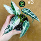 Alocasia green bambino variegata