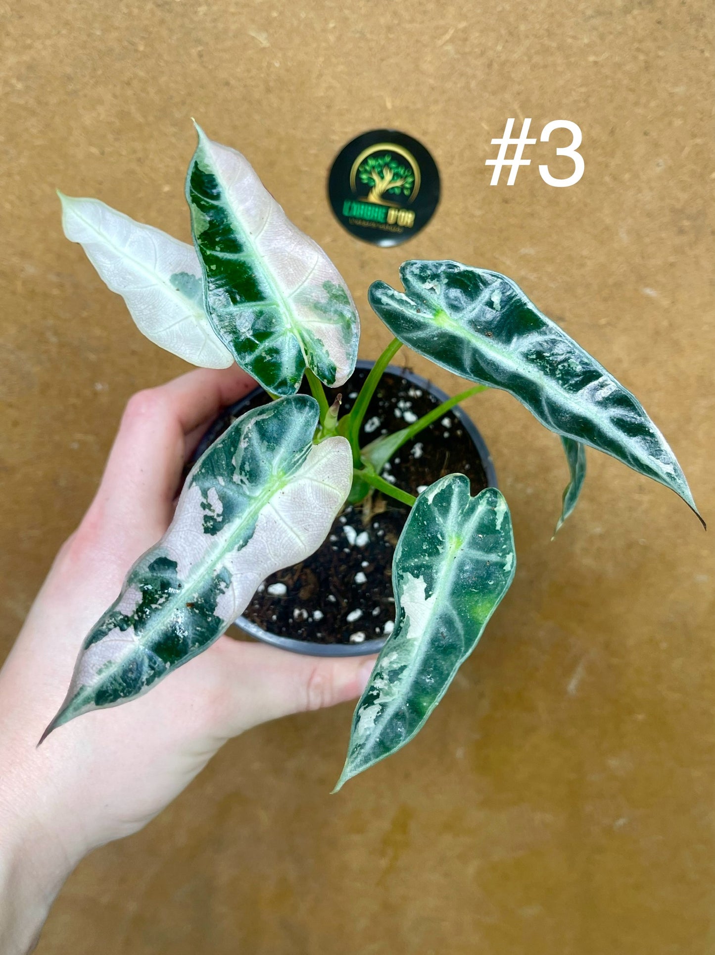 Alocasia green bambino variegata