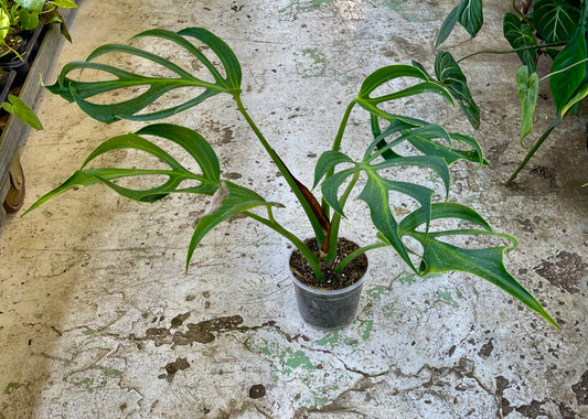 Monstera dilacerata burle marx flame XL